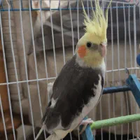 فندوق7ماهه