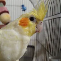 چندین عروس هلندی نر و ماده