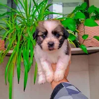 مالتیپو عروسکی