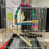 عروس هلندی