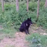 سگ ژرمن بلک پا خرگوشی ماده اساله