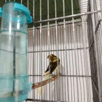 قناری رسمی بلند