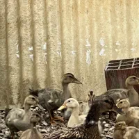 جوجه اردک محلی (توضیحاتو چک کنید)