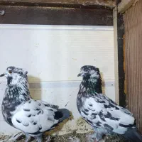 کبوتر پرشی مهر خورده