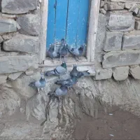 کبوتر