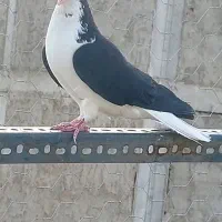 کفتر  اس سیاهپوش مذکر