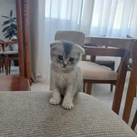 گربه اسکاتیش چینچیلا وارداتی ۷۰ روزه