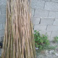 قیم کوچک خیزران