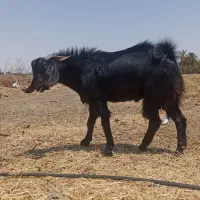فروش فوری چپشت نری
