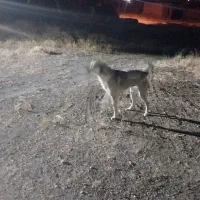 سگ محلی گله ای معاوضه با توله محلی