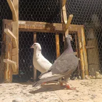 کبوتر قلدر