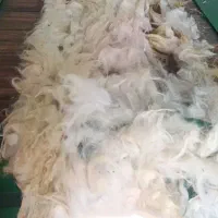 کارگاه تولیدی (گلبهار)