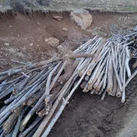 خرید وفروش انواع چوب