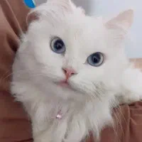 گربه پرشین کاملا سفید