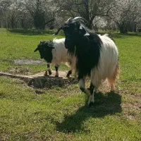 بز سالم جوان برای نگهداری