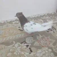 کبوتر معاوضه با عروس هلندی مینا