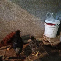 جوجه مرغ و خروس