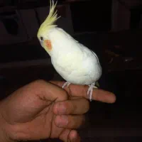 عروس هلندی