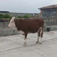 سیمینتال درجه یک پرواری