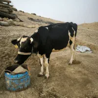 فروش 1 راس گاو
