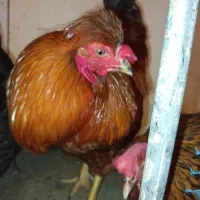 مرغ خروس مولد جوجه نژاد خواص