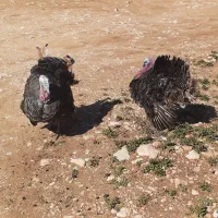 بوقلمون، نر محلی