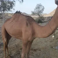 شتر|حیوانات مزرعه|زاهدان, |دیوار
