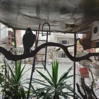مینا درشت کشیده رام