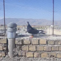 کفتر ابلغ سیا نر مست وگوک سیا جوجه سینه بزن نر مست