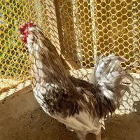 مرغ وخروس گلین