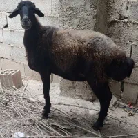 گوسفند