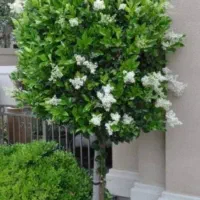 باغبانی حرسکاری بیل زدن کاشت، گل گیاه سرارسرتهران