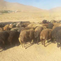 فروش تعداد70رعس میش افشاری آبستن