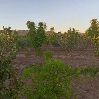 باغ-عناب-و-پسته