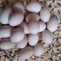تخم اردک اسرائیلی نطفه دار