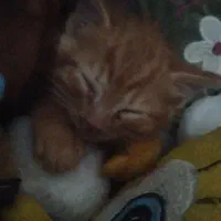 گربه دو ماهه