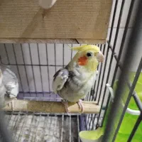 یک جفت عروس هلندی مولد