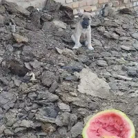توله