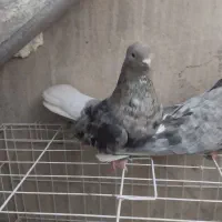 کبوتر دمسفید درجه یک