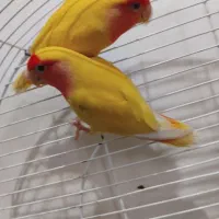 طوطی برزیلی ،کوتوله