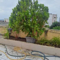 خریدار باغ صنوبر
