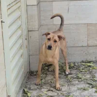 سگ نژاد پیت بول
