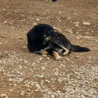 سگ گم شده