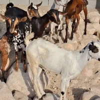 ده عدد خوشرنگ