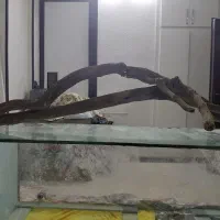 چوب کنده ماهی اکواریوم خاص پلنت مانستر