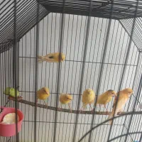 ۶ عدد قناری ۵تا نر|پرنده|قزوین, |دیوار