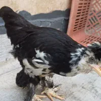 جوجه چندماهه لهستانی
