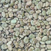 باقلا|خوردنی و آشامیدنی|شیراز, محمدیه|دیوار
