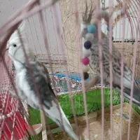 عروس هلندی