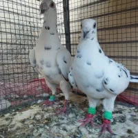 کبوتر پلاکی  نر وماده گوره